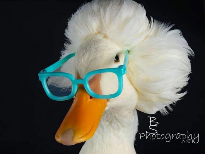 You should also look at the new duck hairstyle and say, 'Handsome hunk'. | पहावं ते नवलंच, बदकाची हेअरस्टाईल बघुन तुम्हीही म्हणाल,'हँडसम हंक' You should also look at the new duck hairstyle and say, 'Handsome hunk'. | पहावं ते नवलंच, बदकाची हेअरस्टाईल बघुन तुम्हीही म्हणाल,'हँडसम हंक'