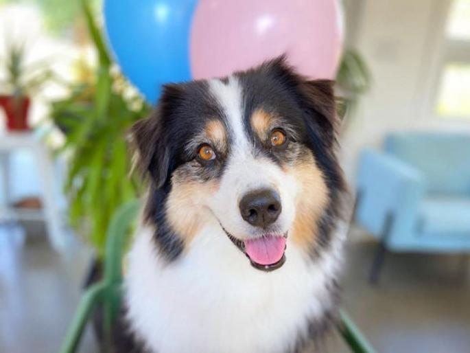 Draws paiting, does yoga ... washes clothes, this is a multitalented dog, has 1 million followers on instagram | पेंटिग काढतो, योगा करतो...कपडेही धुतो, 'हा' आहे मल्टीटॅलेंटेड कुत्रा, आहेत १ मिलियन फॉलोअर्स Draws paiting, does yoga ... washes clothes, this is a multitalented dog, has 1 million followers on instagram | पेंटिग काढतो, योगा करतो...कपडेही धुतो, 'हा' आहे मल्टीटॅलेंटेड कुत्रा, आहेत १ मिलियन फॉलोअर्स