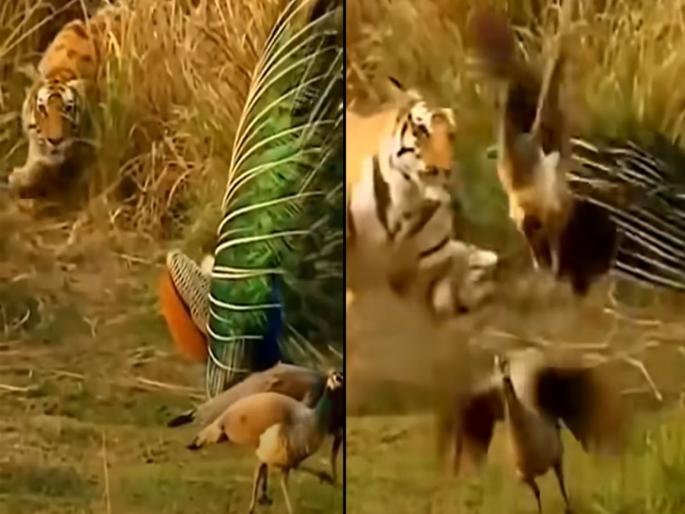 OMG! Peacock started shouting near the sleeping tiger video viral | Viral Video : झोपलेल्या वाघाजवळ जाऊन ओरडू लागले मोर, संतापलेल्या वाघाने केलं असं काही.... OMG! Peacock started shouting near the sleeping tiger video viral | Viral Video : झोपलेल्या वाघाजवळ जाऊन ओरडू लागले मोर, संतापलेल्या वाघाने केलं असं काही....