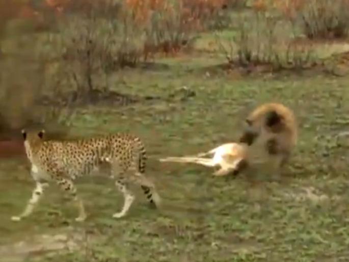 And Oscar goes to! The deer fooled cheetah and hyena, acted dead and escaped | अँड ऑस्कर गोज टु....! हरणाने चित्ता अन् तरस दोघांनाही मस्त 'मामू' बनवले, नेटकरी म्हणाले... And Oscar goes to! The deer fooled cheetah and hyena, acted dead and escaped | अँड ऑस्कर गोज टु....! हरणाने चित्ता अन् तरस दोघांनाही मस्त 'मामू' बनवले, नेटकरी म्हणाले...