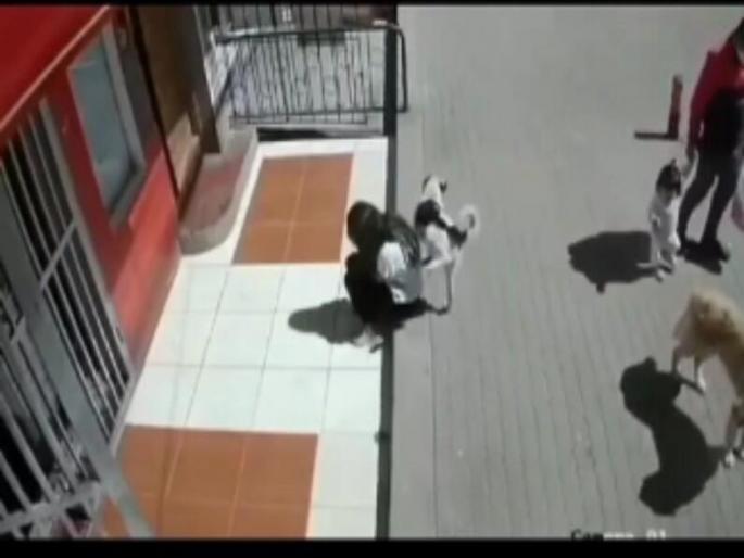 Dog pee on girl, watch this funny viral video | हा टॉमी भलताच कारागिर! शांत बसलेली मुलगी, या पठ्ठ्याने मागून जाऊन केले असे काही... Dog pee on girl, watch this funny viral video | हा टॉमी भलताच कारागिर! शांत बसलेली मुलगी, या पठ्ठ्याने मागून जाऊन केले असे काही...