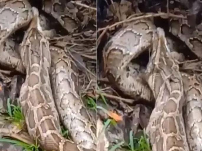 And the snake swallowed the cat slowly slowly, while looking at it you will be frightened | आणि बघता बघता त्या भल्यामोठ्या अजगरानं मांजर गिळलं, बघुन अंगावर काटा येईल! And the snake swallowed the cat slowly slowly, while looking at it you will be frightened | आणि बघता बघता त्या भल्यामोठ्या अजगरानं मांजर गिळलं, बघुन अंगावर काटा येईल!