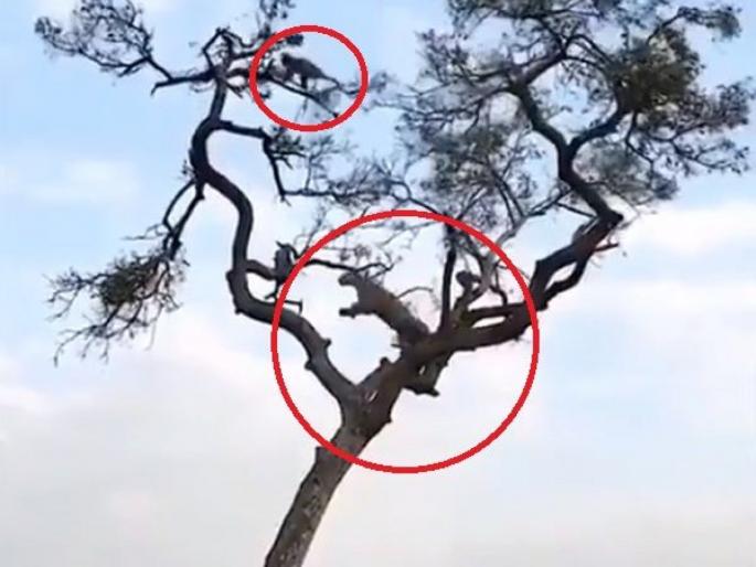 monkey vs leopard, monkey saved his life from leopard | माकडाने बिबट्याला असे काही चकवले की तुम्ही म्हणाल....शक्तीपेक्षा युक्तीच श्रेष्ठ! monkey vs leopard, monkey saved his life from leopard | माकडाने बिबट्याला असे काही चकवले की तुम्ही म्हणाल....शक्तीपेक्षा युक्तीच श्रेष्ठ!