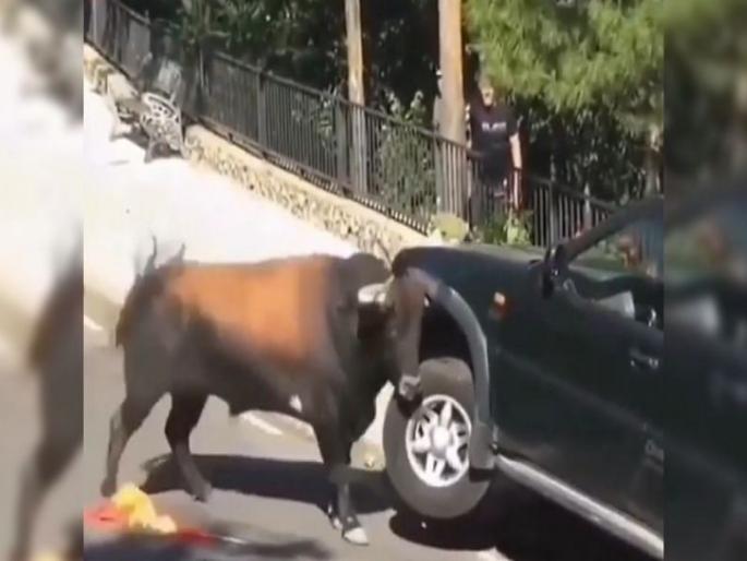 You will tremble at the sight of a stray bull, crunch a suv car like a toy | खेळण्यातली गाडी उचलतात तसे उचलले गाडीला, पिसाळलेला वळू पाहुन तुमचा होईल थरकाप! You will tremble at the sight of a stray bull, crunch a suv car like a toy | खेळण्यातली गाडी उचलतात तसे उचलले गाडीला, पिसाळलेला वळू पाहुन तुमचा होईल थरकाप!
