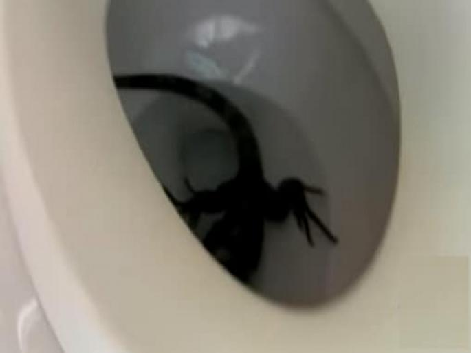 dangerous reptile found in toilet see viral video | कमोड उघडताच घरमारलकाची उडाली भंबेरी, समोर दिसला विचित्र सरपटणारा प्राणी dangerous reptile found in toilet see viral video | कमोड उघडताच घरमारलकाची उडाली भंबेरी, समोर दिसला विचित्र सरपटणारा प्राणी