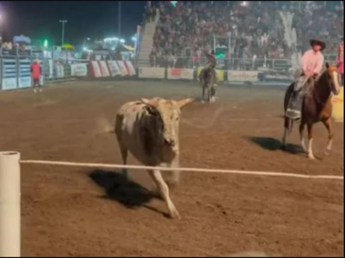 the angry bull jumped into the audience, video goes viral | मैदान सोडून प्रेक्षकांच्या गर्दीत उडी घेतली बैलाने, हा थरार पाहुन तुमच्या अंगावर येईल काटा! the angry bull jumped into the audience, video goes viral | मैदान सोडून प्रेक्षकांच्या गर्दीत उडी घेतली बैलाने, हा थरार पाहुन तुमच्या अंगावर येईल काटा!