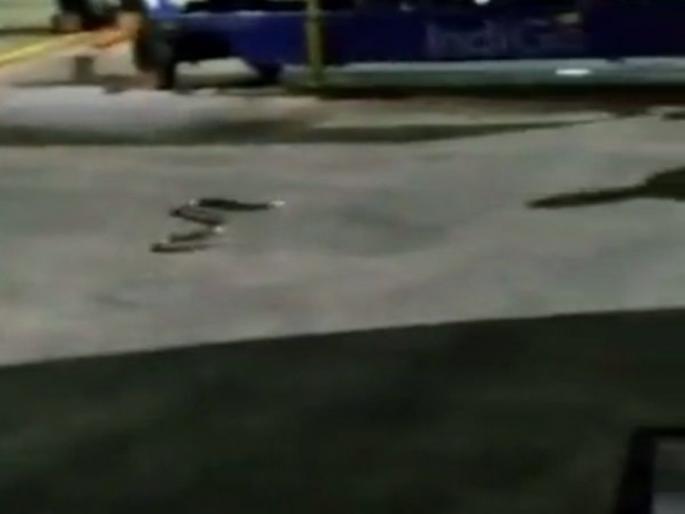 snake in indigo plane in Kolkata, video goes viral | फ्लाईटच्या आतमध्ये बसला होता लांबलचक साप, प्रवाशांचा उडाला एकच गोंधळ snake in indigo plane in Kolkata, video goes viral | फ्लाईटच्या आतमध्ये बसला होता लांबलचक साप, प्रवाशांचा उडाला एकच गोंधळ