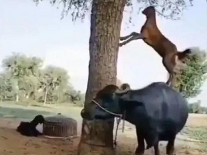goat climbs on buffalo to eat leaves from tree, video goes viral | इंडियाज गॉट टॅलेंट! शेळीचा हा देसी जुगाड पाहुन तुम्ही म्हणाल...प्राणीही ही काही कमी नाहीत... goat climbs on buffalo to eat leaves from tree, video goes viral | इंडियाज गॉट टॅलेंट! शेळीचा हा देसी जुगाड पाहुन तुम्ही म्हणाल...प्राणीही ही काही कमी नाहीत...