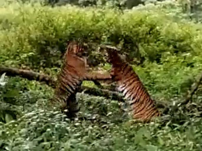 two tigers fighting in nagarhole national park, video goes viral | एकमेकांना भिडले दोन वाघ, डरकाळ्या दुमदुमल्या जंगलात, व्हिडिओ पाहुन तुमचा होईल थरकाप two tigers fighting in nagarhole national park, video goes viral | एकमेकांना भिडले दोन वाघ, डरकाळ्या दुमदुमल्या जंगलात, व्हिडिओ पाहुन तुमचा होईल थरकाप