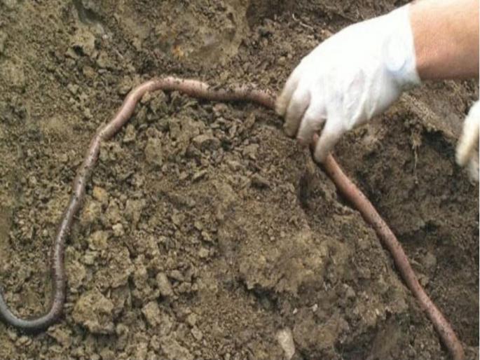 Australia bass river valley famous for big and snakelike earthworms | ऑस्ट्रेलियातील हे रहस्यमय ठिकाण प्रसिद्ध आहे या विचित्र जीवांसाठी, सापांपेक्षाही आहेत भयंकर! Australia bass river valley famous for big and snakelike earthworms | ऑस्ट्रेलियातील हे रहस्यमय ठिकाण प्रसिद्ध आहे या विचित्र जीवांसाठी, सापांपेक्षाही आहेत भयंकर!