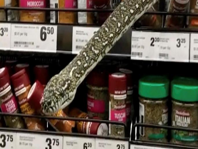 python in supermarket in Australia Sydney. hidden in the spice shelf. woman catches it | सुपरमार्केटमध्ये मसाल्यांच्या डब्यांमध्ये काय करत होता अजगर? पाहताच महिलेची उडाली भंबेरी python in supermarket in Australia Sydney. hidden in the spice shelf. woman catches it | सुपरमार्केटमध्ये मसाल्यांच्या डब्यांमध्ये काय करत होता अजगर? पाहताच महिलेची उडाली भंबेरी