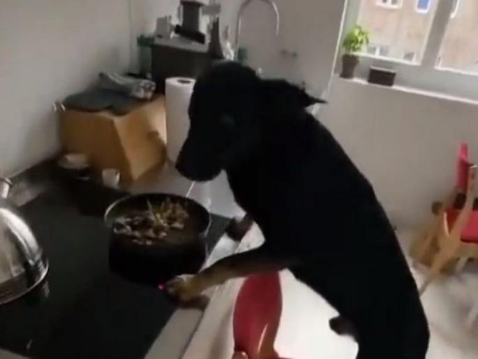 dog stealing food from kitchen funny video goes viral | जेवण चोरण्यासाठी या डॉगीने जे केले त्याची तुम्ही कल्पनाही करू शकत नाही, व्हिडिओ पाहुन चक्रावून जाल dog stealing food from kitchen funny video goes viral | जेवण चोरण्यासाठी या डॉगीने जे केले त्याची तुम्ही कल्पनाही करू शकत नाही, व्हिडिओ पाहुन चक्रावून जाल