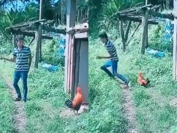 chicken attack man funny video goes viral on social media | कोंबड्याशी पंगा घेणं चांगलचं महागात पडलं ना भाऊ! वाट फुटेल तिकडे सैरावैरा पळत सुटला chicken attack man funny video goes viral on social media | कोंबड्याशी पंगा घेणं चांगलचं महागात पडलं ना भाऊ! वाट फुटेल तिकडे सैरावैरा पळत सुटला