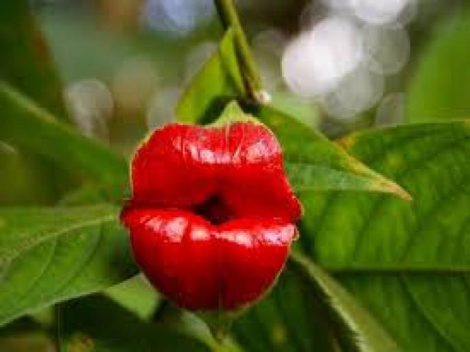 hooker lips plant flower looks like woman red lips | या लालभडक ओठांमध्ये दडलंय एक रहस्य, बघितल्यावर वाटतं लिपस्टिक लावलेले ओठ पण आहे... hooker lips plant flower looks like woman red lips | या लालभडक ओठांमध्ये दडलंय एक रहस्य, बघितल्यावर वाटतं लिपस्टिक लावलेले ओठ पण आहे...