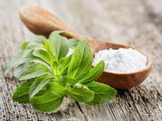 Stevia is extremely beneficial for diabetes benefits of stevia for health | तुळशीसारखी दिसणारी 'ही' वनस्पती डायबिटीसच्या रुग्णांसाठी ठरतेय वरदान, नाव आहे.... Stevia is extremely beneficial for diabetes benefits of stevia for health | तुळशीसारखी दिसणारी 'ही' वनस्पती डायबिटीसच्या रुग्णांसाठी ठरतेय वरदान, नाव आहे....