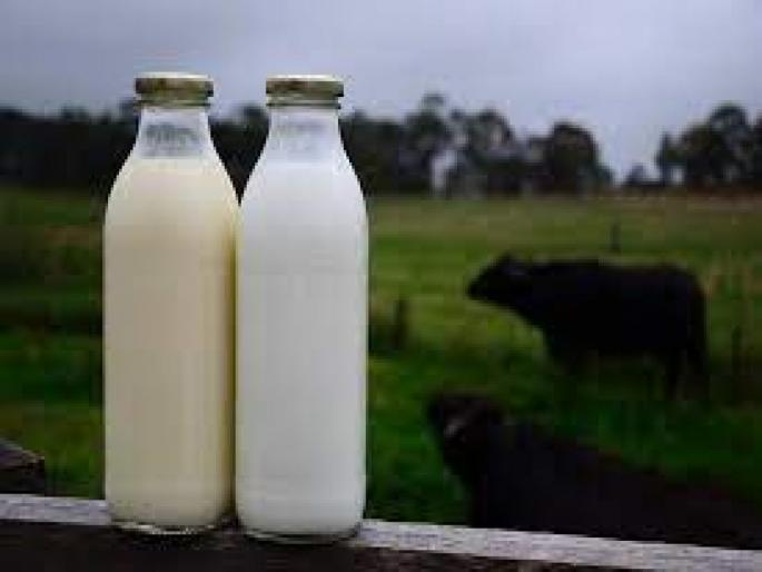 cow milk vs buffalo milk which is better for your health | गाईचे की म्हशीचे कोणते दूध तुमच्या आरोग्यासाठी फायदेशीर? घ्या जाणून सत्य cow milk vs buffalo milk which is better for your health | गाईचे की म्हशीचे कोणते दूध तुमच्या आरोग्यासाठी फायदेशीर? घ्या जाणून सत्य