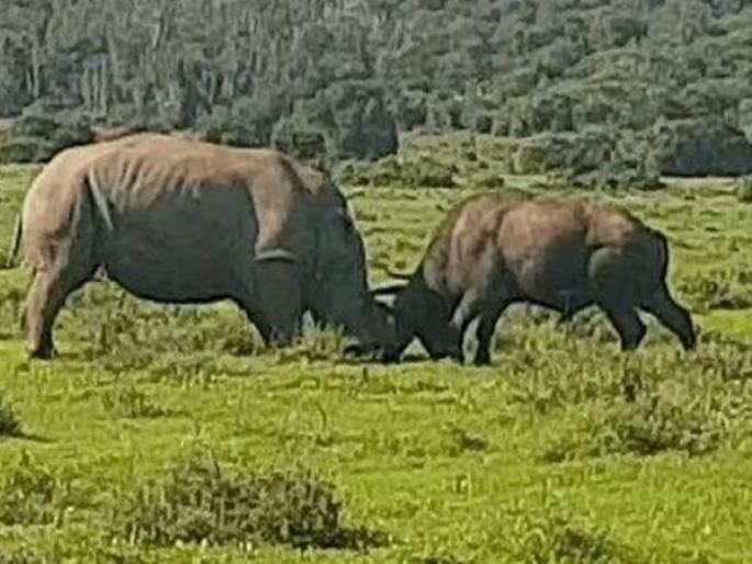Rhino and buffalo fight video goes viral you will shock | VIDEO : जंगली रेड्याने घेतला खतरनाक गेंड्यासोबत पंगा, मग जे झालं ते बघाच.... Rhino and buffalo fight video goes viral you will shock | VIDEO : जंगली रेड्याने घेतला खतरनाक गेंड्यासोबत पंगा, मग जे झालं ते बघाच....