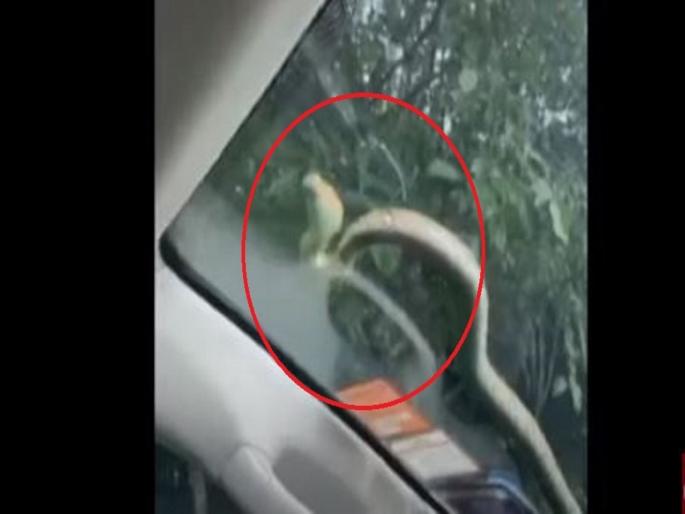 Viral Video : Snake hitches ride on car windscreen watch video | VIDEO : कारमधून जात होतं कपल, अचानक समोरच्या काचावर आला खतरनाक साप आणि मग.... Viral Video : Snake hitches ride on car windscreen watch video | VIDEO : कारमधून जात होतं कपल, अचानक समोरच्या काचावर आला खतरनाक साप आणि मग....