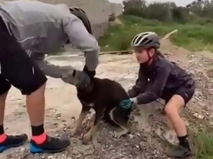 dog's head stuck in plastic bottle three people frees it see viral video | प्लास्टिकच्या बॉटलमध्ये अडकलं कुत्र्याचं तोंड, वेळ आली कापण्याची...अन् मग