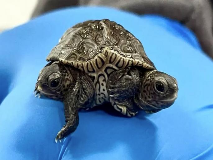 Rare conjoined twin face two heads turtle hatched | दोन तोंडाच्या दुर्मीळ कासवाने घेतला इथे जन्म, पाहून वैज्ञानिकही झाले हैराण Rare conjoined twin face two heads turtle hatched | दोन तोंडाच्या दुर्मीळ कासवाने घेतला इथे जन्म, पाहून वैज्ञानिकही झाले हैराण