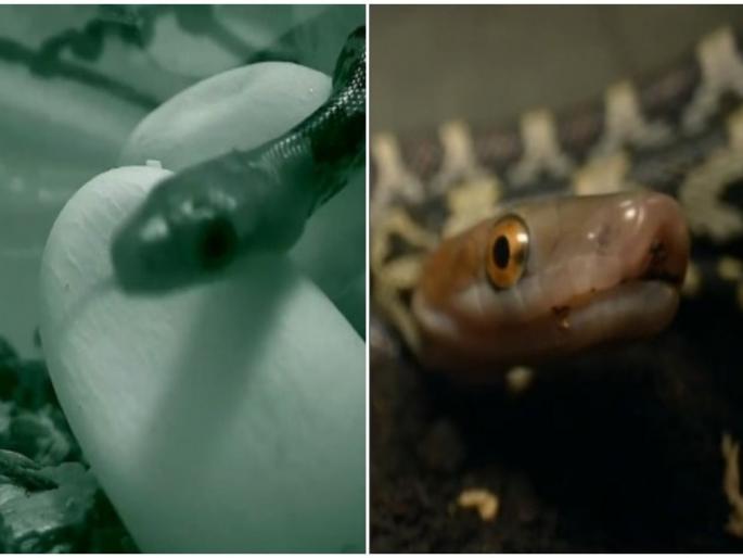 Viral Video : Have you ever seen a snake coming out of an egg, if not then you must watch this viral video | Viral Video : कधी सापाला अंड्यातून बाहेर येताना पाहिलं का? नसेल पाहिलं तर आता बघा... Viral Video : Have you ever seen a snake coming out of an egg, if not then you must watch this viral video | Viral Video : कधी सापाला अंड्यातून बाहेर येताना पाहिलं का? नसेल पाहिलं तर आता बघा...