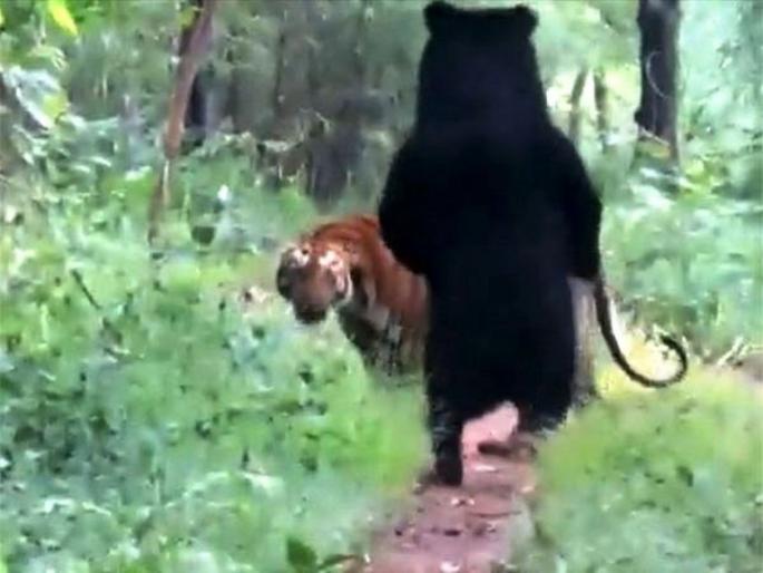 Viral Video : Tiger Vs sloth bear close encounter shocking video shared by ifs officer | VIDEO : वाघ आणि अस्वलाचा झाला आमना-सामना, पुढे जे झालं त्यावर विश्वास बसणार नाही! Viral Video : Tiger Vs sloth bear close encounter shocking video shared by ifs officer | VIDEO : वाघ आणि अस्वलाचा झाला आमना-सामना, पुढे जे झालं त्यावर विश्वास बसणार नाही!