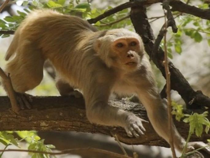 Delhi man died after brick flung by monkey from second floor | पाण्याच्या टाकीवरील वीट माकडाने फेकली, एकाला लागली आणि जागीच झाला मृत्यू Delhi man died after brick flung by monkey from second floor | पाण्याच्या टाकीवरील वीट माकडाने फेकली, एकाला लागली आणि जागीच झाला मृत्यू