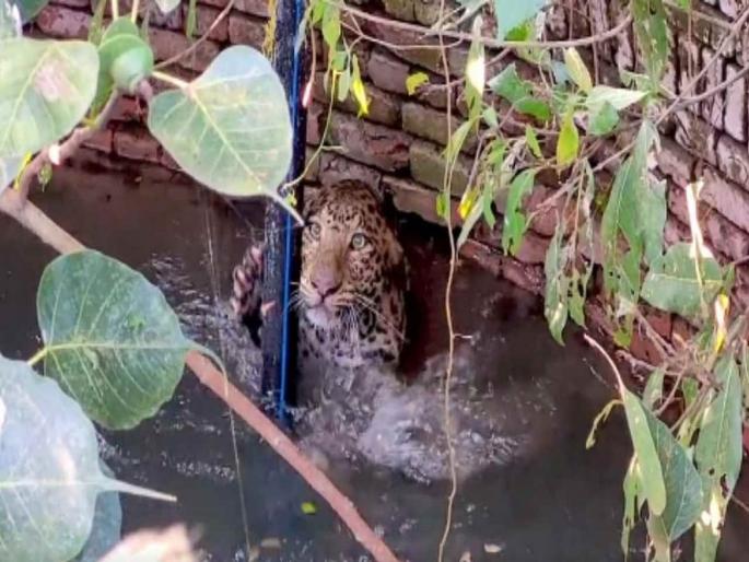 leopard fall in well in Maharashtra leopard rescue video goes viral | खोल विहिरीत पडला बिबट्या, त्याला वाचवतानाचा थरार कैैमेऱ्यात कैद, पाहुन अंगावर येईल काटा leopard fall in well in Maharashtra leopard rescue video goes viral | खोल विहिरीत पडला बिबट्या, त्याला वाचवतानाचा थरार कैैमेऱ्यात कैद, पाहुन अंगावर येईल काटा