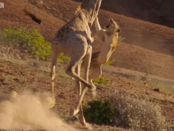 Lion attack on giraffe watch shocking viral video | सिंहाने चलाखीने केला जिराफावर हल्ला, पण झालं भलतंच; बघा थरारक व्हिडीओ Lion attack on giraffe watch shocking viral video | सिंहाने चलाखीने केला जिराफावर हल्ला, पण झालं भलतंच; बघा थरारक व्हिडीओ