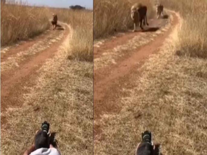 photographer clicking lion closeup lying in front of him shocking video goes viral | सिंह समोर आणि हा पठ्ठ्या झोपुन फोटो काढतोय, अचानक सिंह जोरात धावत आला अन्... photographer clicking lion closeup lying in front of him shocking video goes viral | सिंह समोर आणि हा पठ्ठ्या झोपुन फोटो काढतोय, अचानक सिंह जोरात धावत आला अन्...