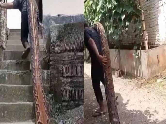 Viral Video show a man carrying 15 feet long python on his shoulder | VIDEO : १५ फुटाहून लांब अजगराला खांद्यावर ठेवून घेऊन गेला, व्हिडीओ पाहून व्हाल हैराण Viral Video show a man carrying 15 feet long python on his shoulder | VIDEO : १५ फुटाहून लांब अजगराला खांद्यावर ठेवून घेऊन गेला, व्हिडीओ पाहून व्हाल हैराण