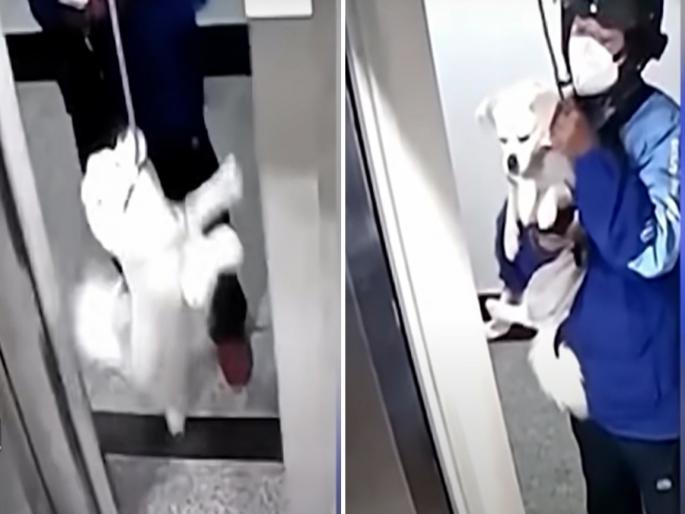 Viral video : Dog would have died in lift if man did not come on the spot watch cctv | लिफ्टमधेच झाला असता कुत्र्याचा मृत्यू, जर ही व्यक्ती आली नसती; CCTV मध्ये रेकॉर्ड झालं सगळं