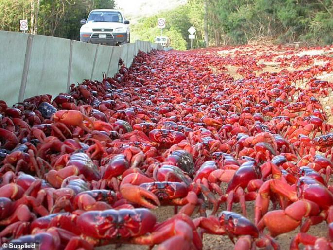 OMG! Cannibalistic crabs cover bridges as they make their way to ocean in Australia christmas island | खेकड्यांची जत्रा! 'या' बेटावर जमा झाले ५ कोटी नरभक्षी लाल खेकडे, कारण वाचून व्हाल अवाक् OMG! Cannibalistic crabs cover bridges as they make their way to ocean in Australia christmas island | खेकड्यांची जत्रा! 'या' बेटावर जमा झाले ५ कोटी नरभक्षी लाल खेकडे, कारण वाचून व्हाल अवाक्