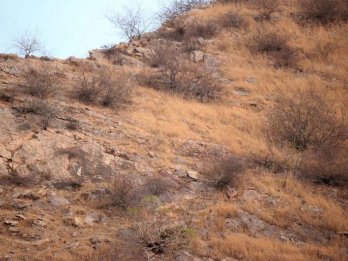 Can you spot leopard in this photo leopard was so perfectly hidden in hills | 'या' फोटोत लपून बसला आहे एक बिबट्या; भलेभले शोधून थकले, तुम्हीही ट्राय करा! Can you spot leopard in this photo leopard was so perfectly hidden in hills | 'या' फोटोत लपून बसला आहे एक बिबट्या; भलेभले शोधून थकले, तुम्हीही ट्राय करा!