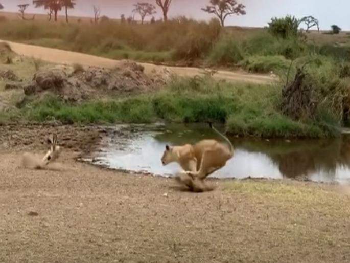 VIDEO : The lion attacked the deer drinking water then it will be fun to see what happened | Video: पाणी पित असलेल्या हरणावर सिंहाने केला हल्ला, मग जे झालं ते पाहून व्हाल थक्क VIDEO : The lion attacked the deer drinking water then it will be fun to see what happened | Video: पाणी पित असलेल्या हरणावर सिंहाने केला हल्ला, मग जे झालं ते पाहून व्हाल थक्क