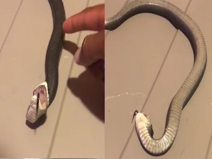 Snake Viral Video : Snake did such a drama to die when touched by person | स्पर्श करताना सापाने केलं जीव गेल्याचं नाटक, अनोखा व्हिडीओ पाहून चक्रावून जाल