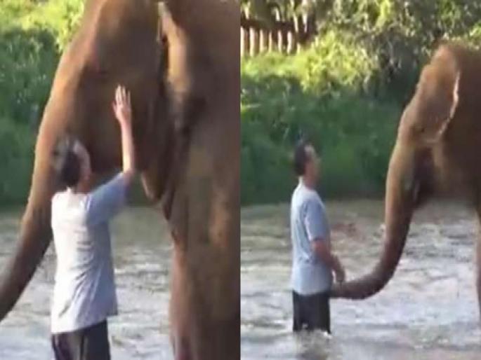 Video : Elephants reunite with caretaker after 14 months see what happened | साधारण १४ महिन्यांनंतर आपल्या केअरटेकरला भेटले हत्ती, इमोशनल करणारा व्हिडीओ व्हायरल Video : Elephants reunite with caretaker after 14 months see what happened | साधारण १४ महिन्यांनंतर आपल्या केअरटेकरला भेटले हत्ती, इमोशनल करणारा व्हिडीओ व्हायरल