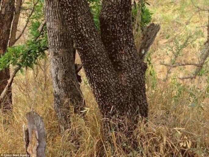 Can you spot hidden leopard in photo, so many people are failed | आबरा का डाबरा! 'या' फोटोत लपून बसला आहे एक खतरनाक बिबट्या, ९९ टक्के लोकांच्या नजरेतून वाचला Can you spot hidden leopard in photo, so many people are failed | आबरा का डाबरा! 'या' फोटोत लपून बसला आहे एक खतरनाक बिबट्या, ९९ टक्के लोकांच्या नजरेतून वाचला