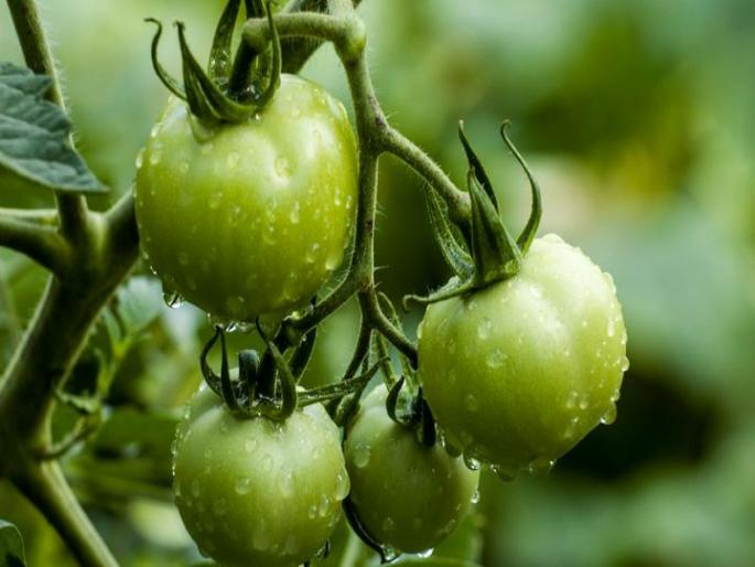 Health Tips : Benefits of including green tomatoes in your diet | Health Tips : हिरव्या टोमॅटोचे आरोग्याला होणारे फायदे वाचून व्हाल अवाक्, लगेच कराल आहारात समावेश Health Tips : Benefits of including green tomatoes in your diet | Health Tips : हिरव्या टोमॅटोचे आरोग्याला होणारे फायदे वाचून व्हाल अवाक्, लगेच कराल आहारात समावेश