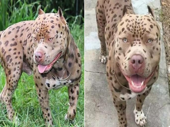 A dangerous animal creates fear even more than a leopard | बिबट्यासारखा दिसणाऱ्या कुत्र्याला बघून लोक अवाक्, फोटो झाले व्हायरल A dangerous animal creates fear even more than a leopard | बिबट्यासारखा दिसणाऱ्या कुत्र्याला बघून लोक अवाक्, फोटो झाले व्हायरल