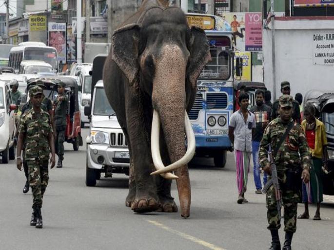 State funeral performed after the death of the sacred elephant in Sri Lanka | 'पवित्र' हत्तीच्या मृत्यूमुळे श्रीलंकेतील लोकांवर शोककळा, म्हैसूरच्या राजाने दिला होता गिफ्ट State funeral performed after the death of the sacred elephant in Sri Lanka | 'पवित्र' हत्तीच्या मृत्यूमुळे श्रीलंकेतील लोकांवर शोककळा, म्हैसूरच्या राजाने दिला होता गिफ्ट