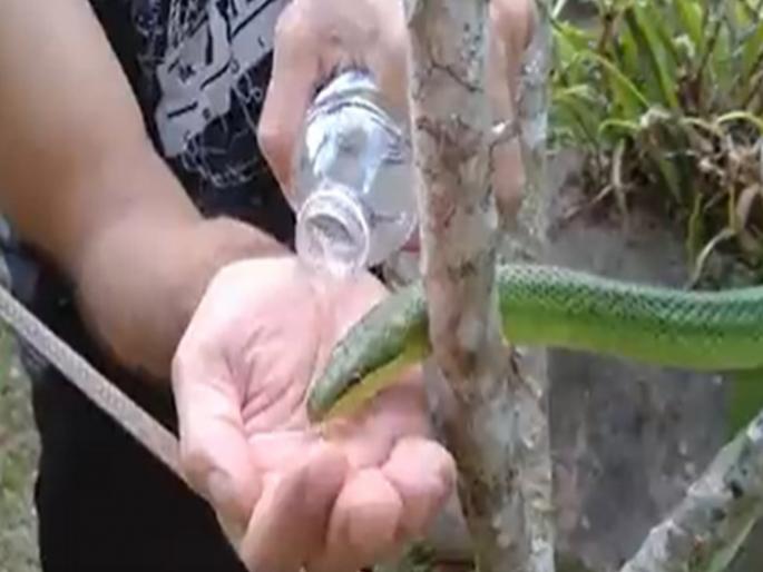 Viral Video : Thirsty snake drink water when a person kept in his hand watch | VIDEO : सापाला लागली होती तहान, मग एका व्यक्तीच्या हातावरील पाणी गटागटा प्यायला Viral Video : Thirsty snake drink water when a person kept in his hand watch | VIDEO : सापाला लागली होती तहान, मग एका व्यक्तीच्या हातावरील पाणी गटागटा प्यायला