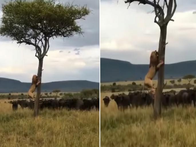 Buffalo and lion video goes viral on social media watch video | VIDEO : म्हशींच्या कळपाने जंगलाचा राजा सिंहाची हालत केली खराब, वाचण्यासाठी झाडावर जाऊन बसला आणि... Buffalo and lion video goes viral on social media watch video | VIDEO : म्हशींच्या कळपाने जंगलाचा राजा सिंहाची हालत केली खराब, वाचण्यासाठी झाडावर जाऊन बसला आणि...