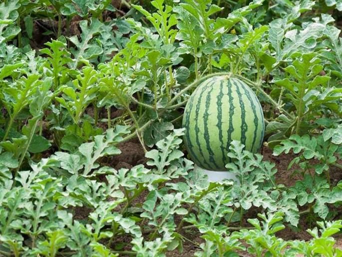 War between two state for watermelon, Know the reason behind it | एका कलिंगडावरून झालं होतं भारतात मोठं युद्ध, हजारो सैनिकांचा गेला होता जीव; कारण... War between two state for watermelon, Know the reason behind it | एका कलिंगडावरून झालं होतं भारतात मोठं युद्ध, हजारो सैनिकांचा गेला होता जीव; कारण...