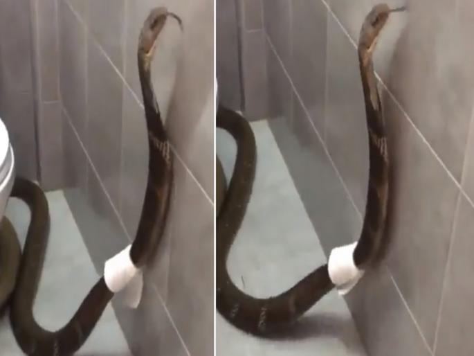King cobra entered in the bathroom video goes viral | VIDEO : बाथरूमध्ये शिरला खतरनाक किंग कोब्रा, व्यक्तीने दरवाजा उघडला आणि मग.... King cobra entered in the bathroom video goes viral | VIDEO : बाथरूमध्ये शिरला खतरनाक किंग कोब्रा, व्यक्तीने दरवाजा उघडला आणि मग....