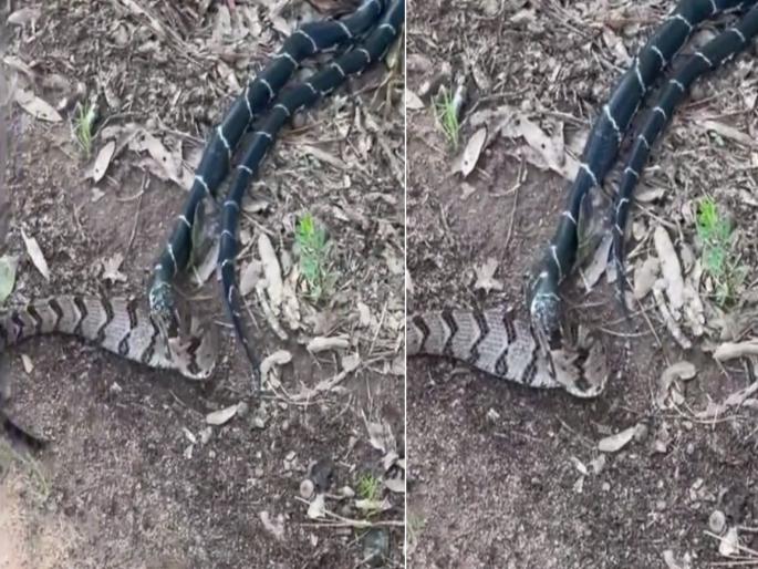 Viral video shows snake eating bigger snake internet says king got him | King Snake ने एका झटक्यात आपल्यापेक्षा मोठ्या सापाला गिळलं, व्हिडीओ बघून अंगावर येईल काटा... Viral video shows snake eating bigger snake internet says king got him | King Snake ने एका झटक्यात आपल्यापेक्षा मोठ्या सापाला गिळलं, व्हिडीओ बघून अंगावर येईल काटा...