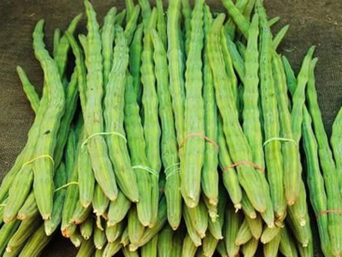 4 benefits of eating drumsticks in diabetes and immunity | शेवग्याच्या शेंगा खाण्याचे आरोग्यादायी फायदे वाचून व्हाल अवाक्, जाणून घ्या खास 4 फायदे