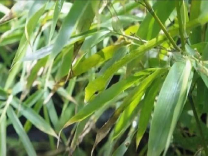 Optical illusion : Find snake hidden in picture people failed to spot | Optical illusion : या फोटोत लपला आहे एक साप, फक्त 10 टक्के लोकच शोधू शकले, तुम्हीही ट्राय करा... Optical illusion : Find snake hidden in picture people failed to spot | Optical illusion : या फोटोत लपला आहे एक साप, फक्त 10 टक्के लोकच शोधू शकले, तुम्हीही ट्राय करा...