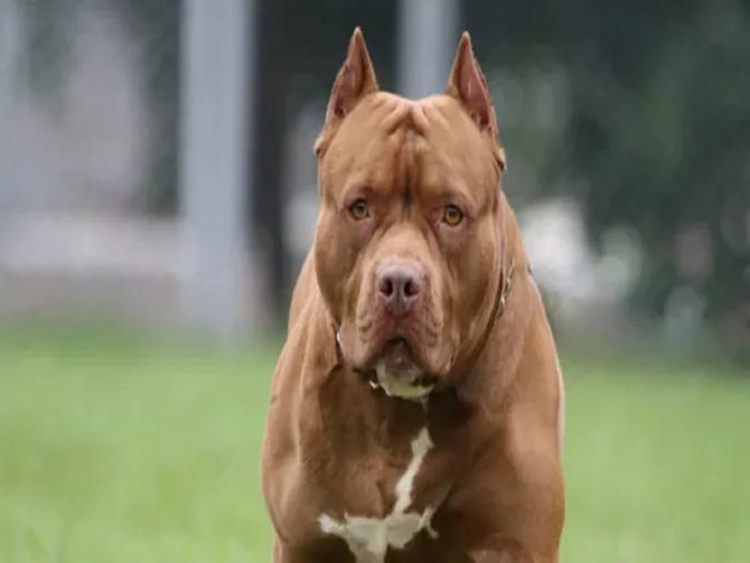 Pitbull attack pet dog killed 82 year woman in Lucknow | धक्कादायक! ज्या श्वानाला मुलासारखं वाढवलं, खाऊ घातलं; त्यानेच घेतला महिलेचा जीव Pitbull attack pet dog killed 82 year woman in Lucknow | धक्कादायक! ज्या श्वानाला मुलासारखं वाढवलं, खाऊ घातलं; त्यानेच घेतला महिलेचा जीव