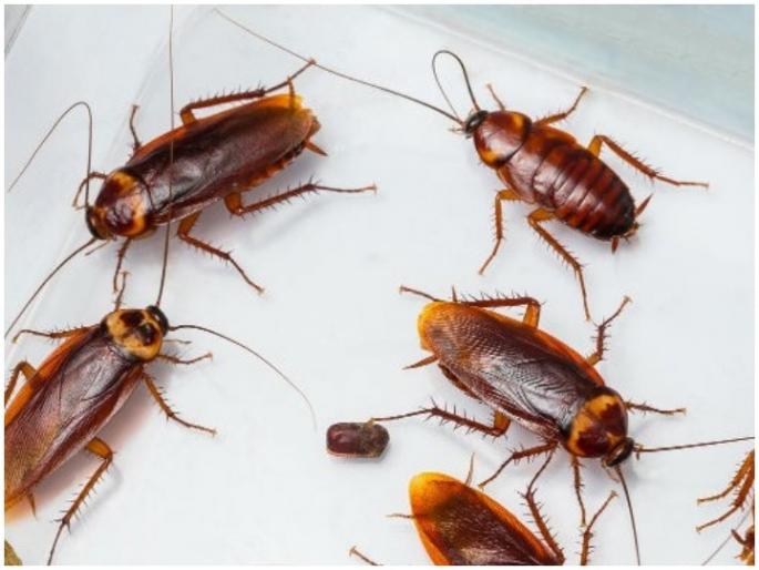 How to get rid of cockroaches naturally – 5 remedies | पावसाळ्यात घरातील झुरळ पळवण्यासाठी करा हे घरगुती उपाय, मग बघा कमाल How to get rid of cockroaches naturally – 5 remedies | पावसाळ्यात घरातील झुरळ पळवण्यासाठी करा हे घरगुती उपाय, मग बघा कमाल